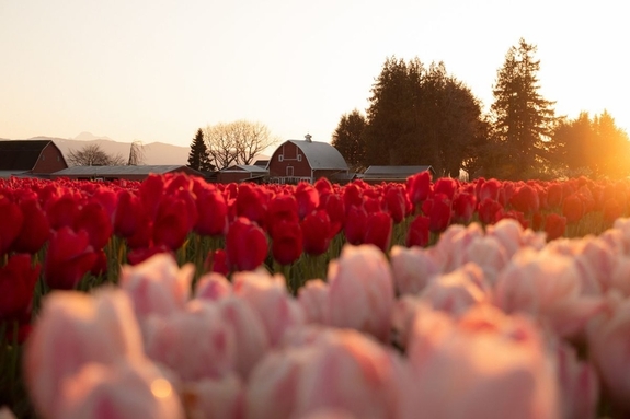 워싱턴주 스카짓 밸리, 봄을 가장 먼저 만나는 꽃길