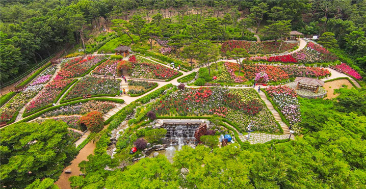 계양산 장미원. /사진제공=인천시