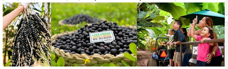 ‘팜 투 테이블(Farm to Table)’ 아사이 체험. /사진=하와이관광청