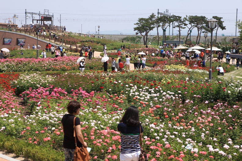 곡성 장미정원