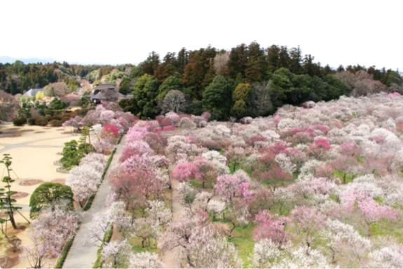 3월의 일본, 벚꽃보다 먼저 봐야 할 장면들