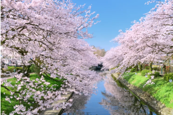 벚꽃은 기다려주지 않는다…일본의 4월, 가장 짧고 강렬한 여행