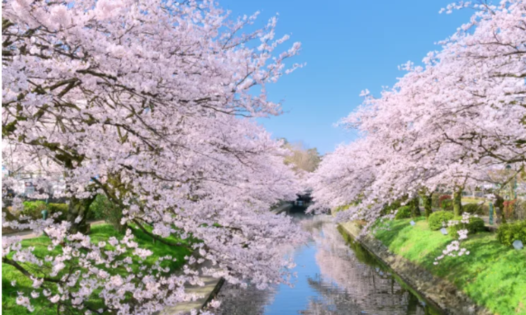 벚꽃은 기다려주지 않는다…일본의 4월, 가장 짧고 강렬한 여행