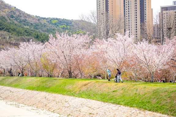 4월 대련, 벚꽃에 물들다… 현지 전문가가 꼽은 ‘필수 코스 4선’